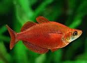 Red Rainbowfish