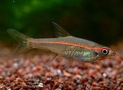 Redline Rasbora