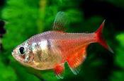 Red Flame Tetra