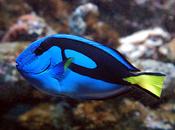 Regal Tang medium