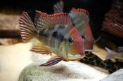 Geophagus Tapajos Red Head small