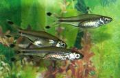 Scissortail Rasbora