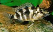 Placidochromis Milomo VC10