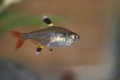 X-ray Tetra