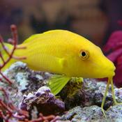 Yellow Goatfish