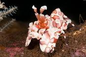 Harlequin Shrimp