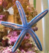 Blue Starfish