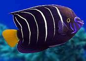 Goldtail Angelfish