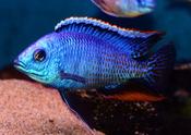 Protomelas taeniolatus "Ndiwe" "Fire Blue" REAL 4-6cm