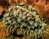 Tiger Cowri Snail