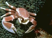 Anemone Crab Spotted