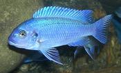 Blue Zebra 2"