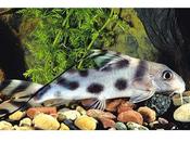 Synodontis decorus