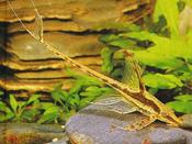 Whiptail Catfish