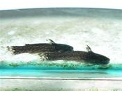 Wood Catfish