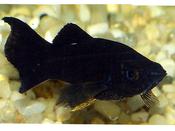 Black Molly