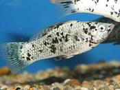 Dalmation Molly
