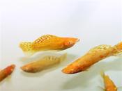 Golden Molly