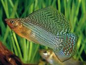 Green Sailfin Molly Pair