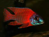 Aulonocara Red Sided 2"
