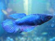Female Betta