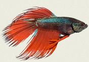 Crowntail male Betta