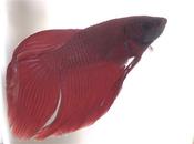 Blood Red male Batta