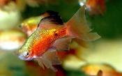 Longfin Rosy Barb