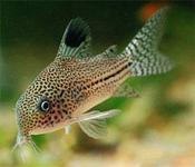 Corydoras Melanistus