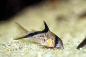 Corydoras Melini