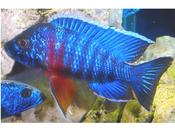 Aulonocara Nyasse Blue 2"