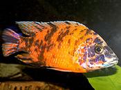 Aulonocara Orange Blotch 2"