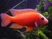 Aulonocara Red Peacock 7.6cm