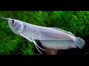 Silver Arowana 4-5 inch