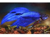 Blue male Batta