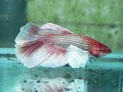 Super Elephant Ear male Betta