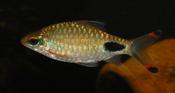 Filimentosa Barb