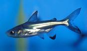 Pangassius Catfish