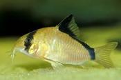 Corydoras Metae