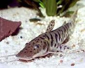 Tiger Shovelnose Catfish 2-3"
