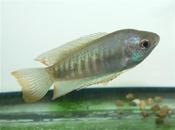 Indian Giant Gourami
