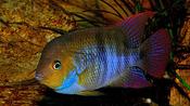Cichlasoma Sajica