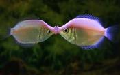 Pink Kissing Gourami