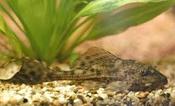 Common Pleco