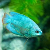 Dwarf Gourami Powder Blue