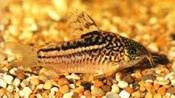 Corydoras Elegans