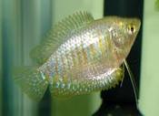 Dwarf Gourami Female