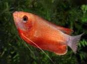 Red Honey Gourami