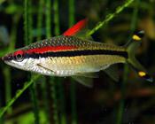 Redline Torpedo Barb small