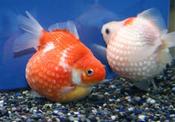 Pearlscale Goldfish medium size